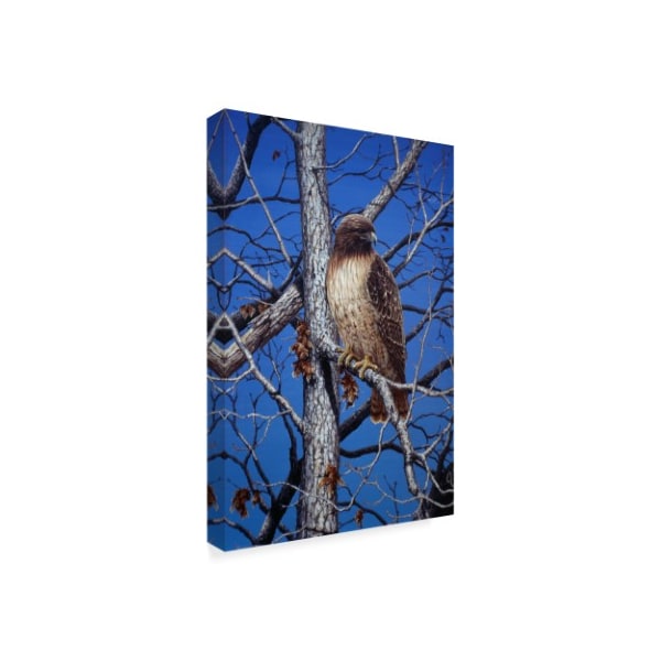 Jeff Tift 'Red Tailed Hawk' Canvas Art,16x24